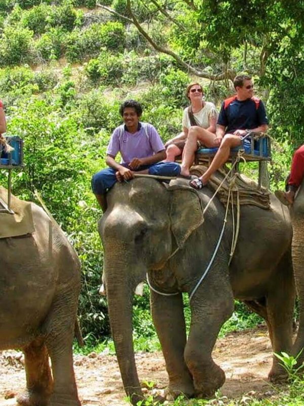 Elephant Safari in Jaipur | Elephant Safari at Amer Fort (2020)