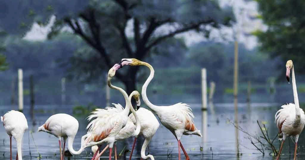 keoladeo-national-park-bharatpur