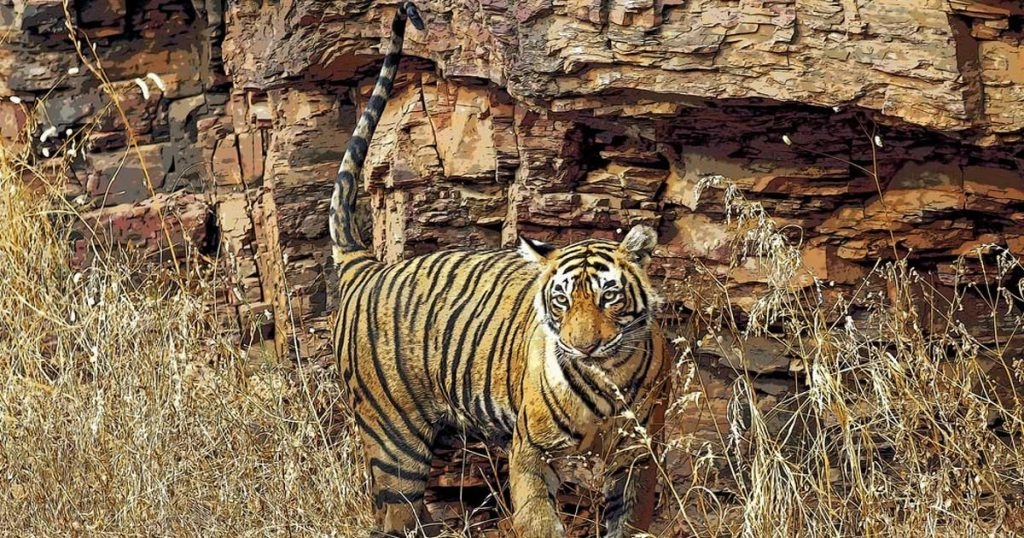 ranthambore-safari