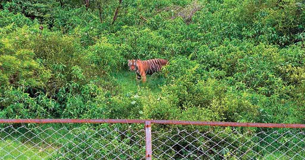 sariska-national-park