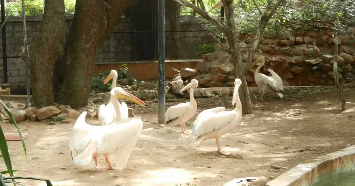 jaipur-zoo