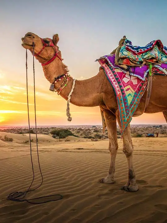 Camel Safari Rajasthan Tour