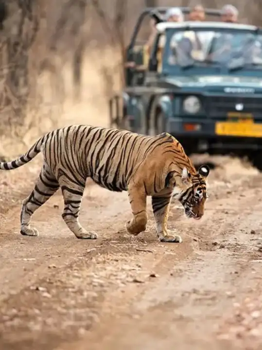 Ranthambore Tour Packages